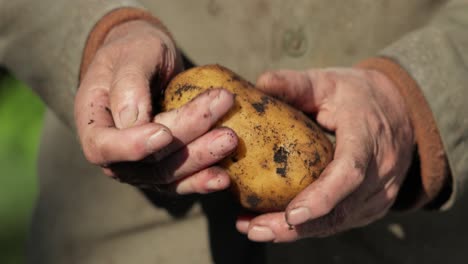 el granjero inspecciona su cosecha de patatas con las manos manchadas de tierra.