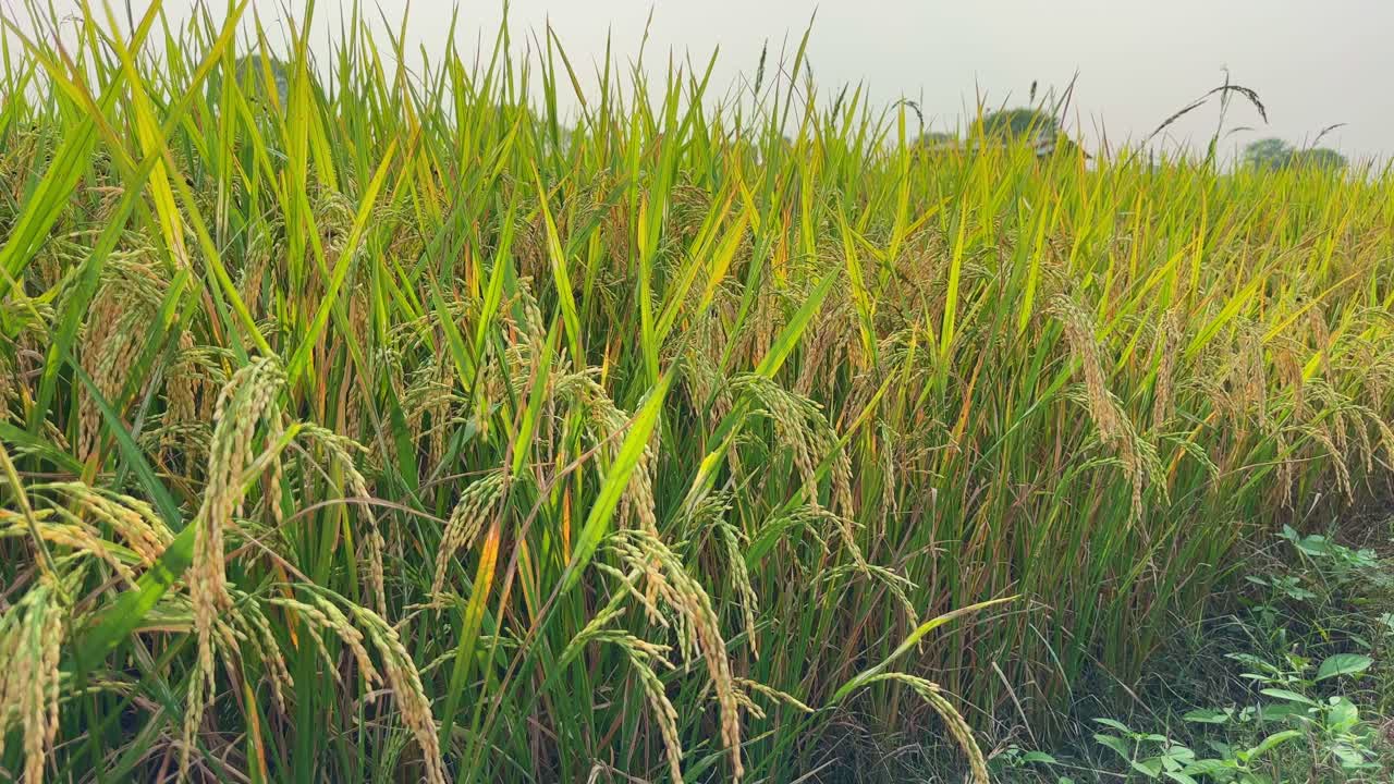 Crane up shot of a serene rice paddy field with mature rice plants, some rural landscape