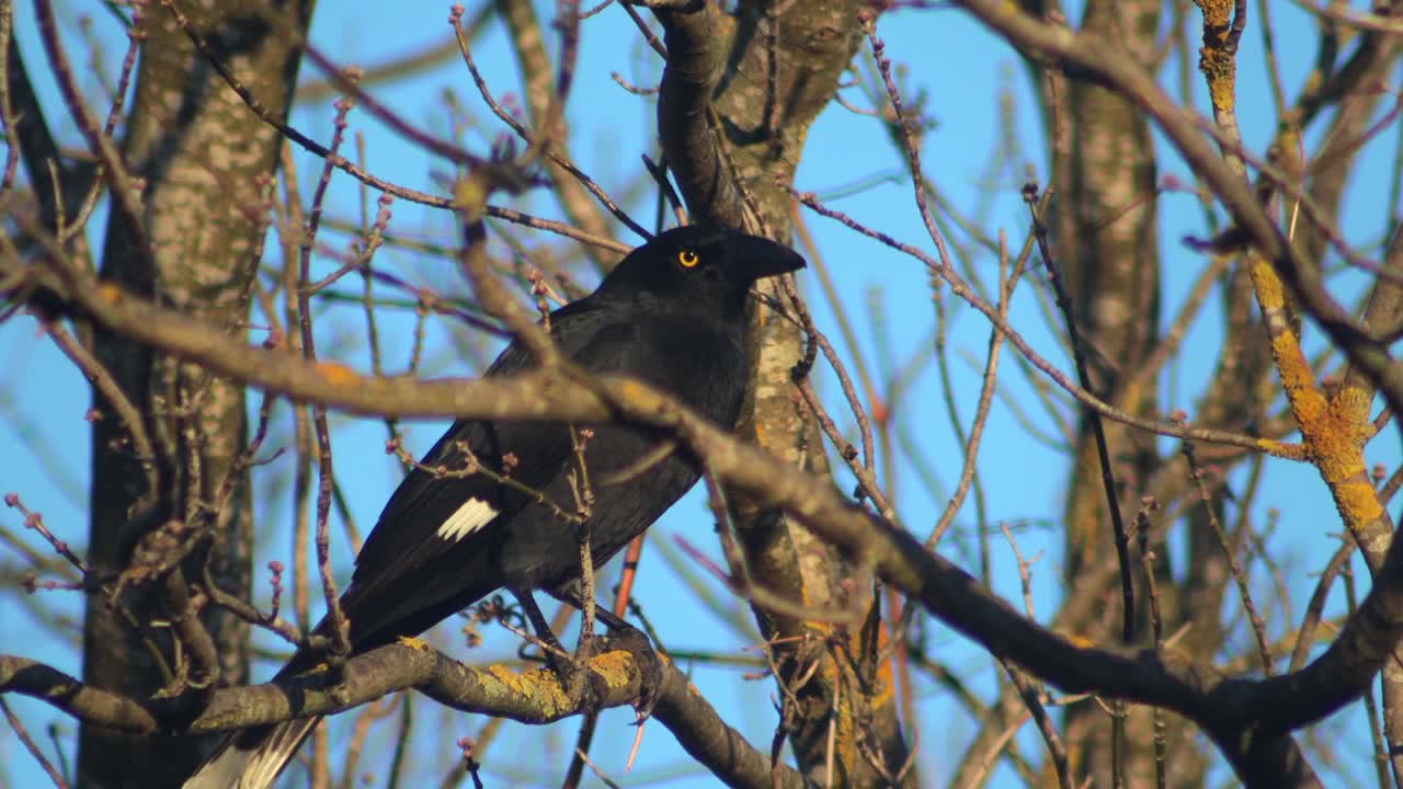 A black bird perching on a bare tree branch against a blue sky