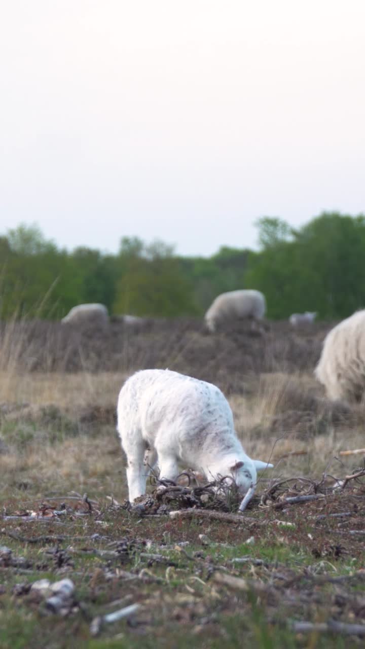 들판 에서 풀 을 고 있는 양 들