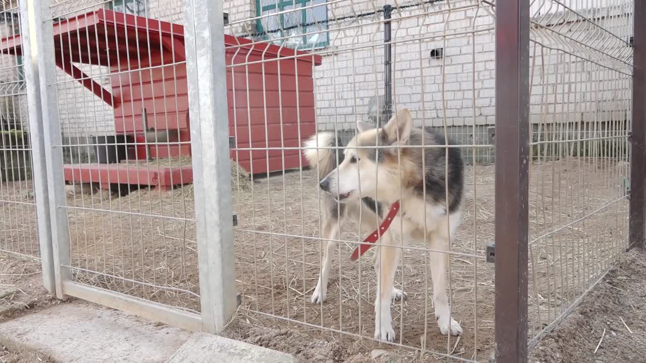 Perro mestizo de tamaño mediano con pelaje negro, blanco y tostado, de pie dentro de una jaula de metal, llevando un collar rojo y mirando hacia afuera en un entorno de refugio exterior seco.