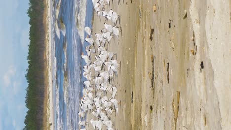 golondrinas de mar y gaviotas agrupadas en una playa de florida en formato vertical