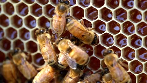 bees making honey close-up on comb