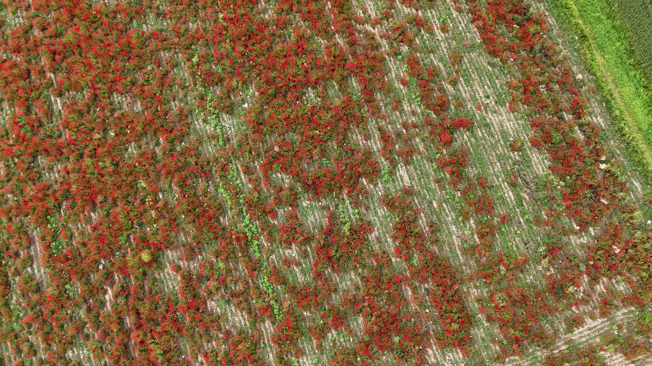 Scarlet red common poppies (Papaver rhoeas) grow in irregular clusters between parallel crop rows in rural Piacenza Province, northern Italy, captured in static top-down aerial shot