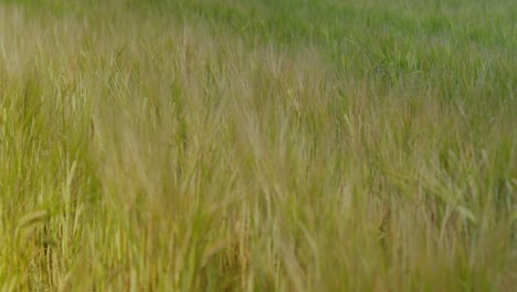 Campo-De-Cereales-Con-Tallos-De-Cereales-Verdes-Y-Profundidad-De-Campo-Del-Rocío-De-La-Mañana