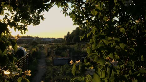 Sunset-garden-path,-flowers-and-birds-flying,-rays-of-light-through-trees