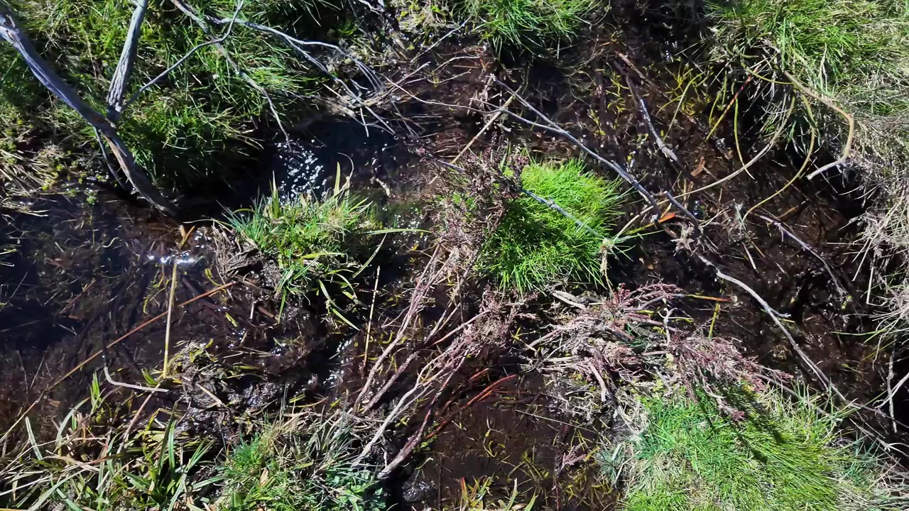 Acqua dolce che scorre su un habitat di torbiera montana durante un'ondata di calore in Europa. Paesaggio spugnoso.