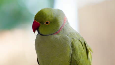 green ring-necked parakeet perched in osan birds park - head close-up