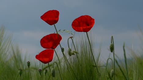 primer plano de amapolas rojas que crecen en la pradera contra el cielo azul y el sol