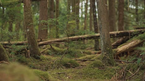 slow motion span of dark mossy forest ground