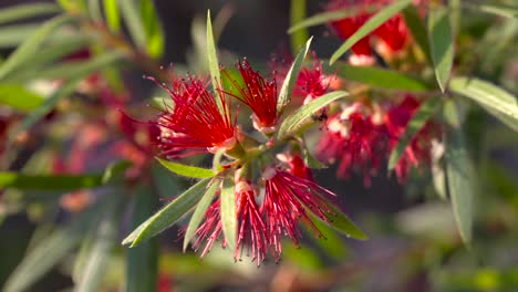 close-up of vibrant red bottlebrush flower