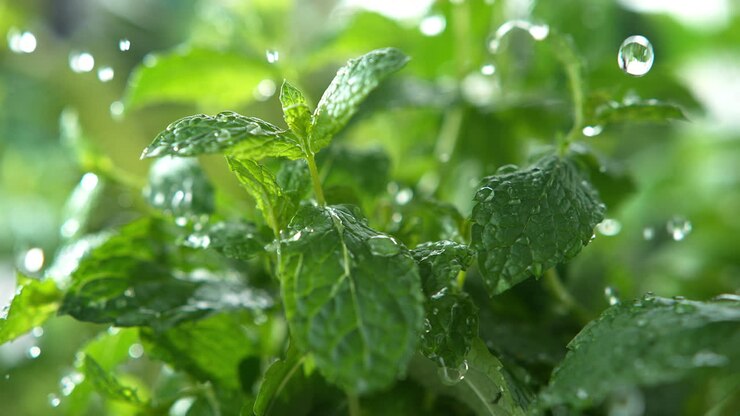 Mint Herbs Watered By Spring Rain Splashing Onto Their Green, Fragrant Leaves - Macro and Slow Motion