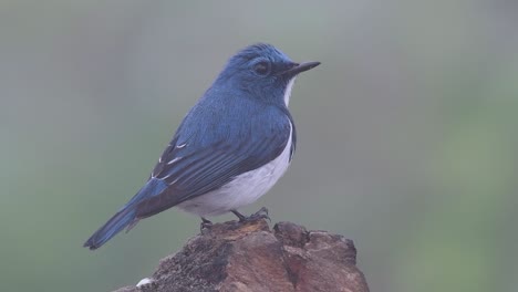 The-Ultramarine-Flycatcher,-also-known-as-the-White-browed-Blue-Flycatcher,-a-winter-migrant-to-Thailand,-is-very-friendy-to-people