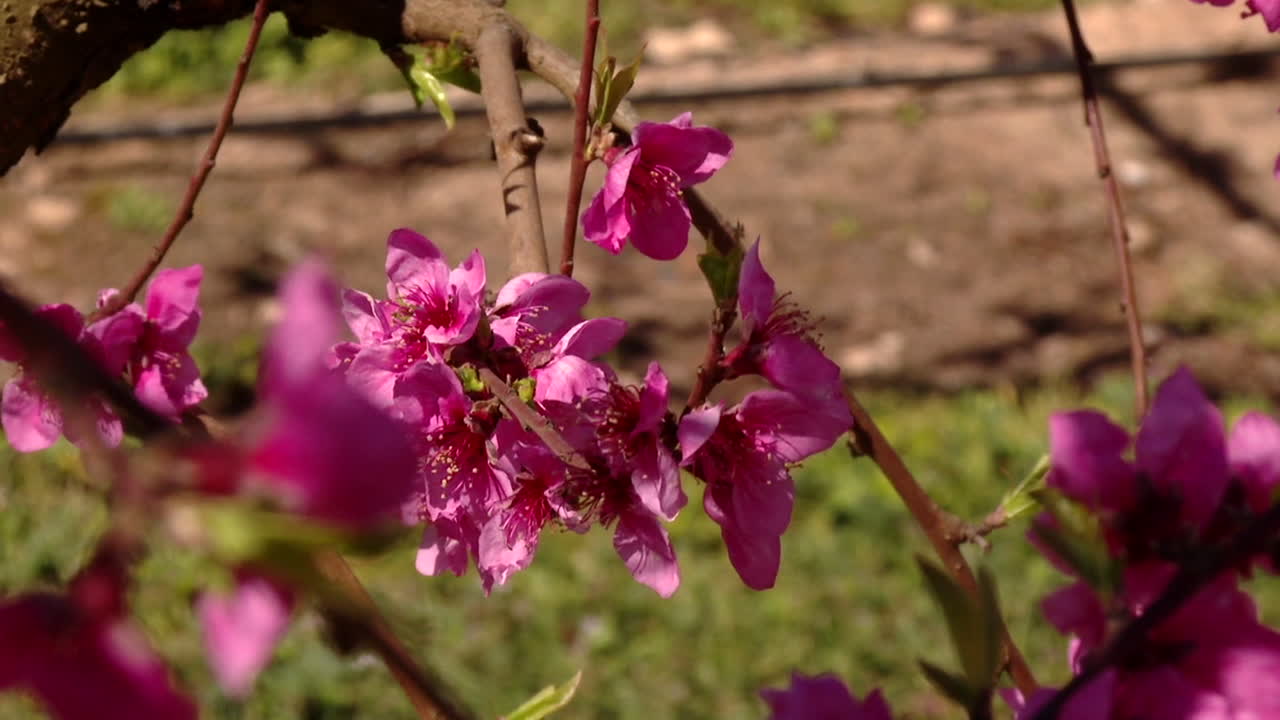Pink Peach Blossoms in Spring