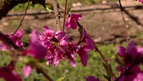 pink peach blossoms in spring