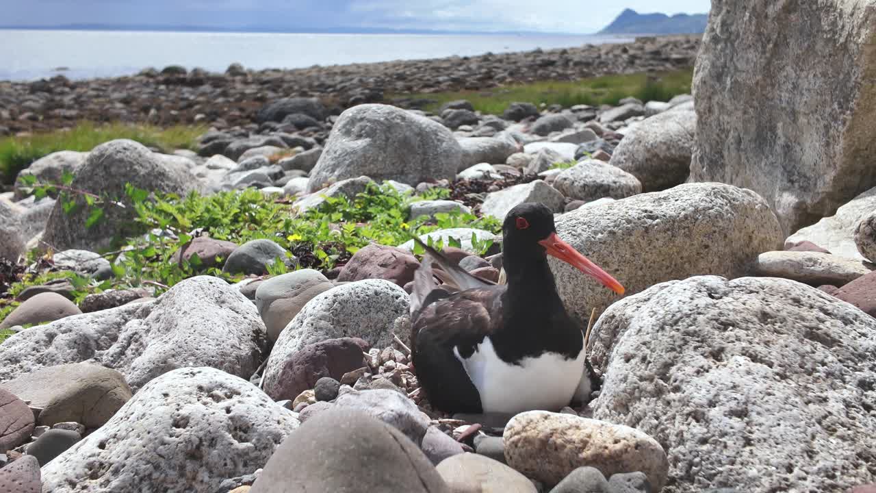 Oystercatcher bird approaching its nest on a Scottish Hebridean beach