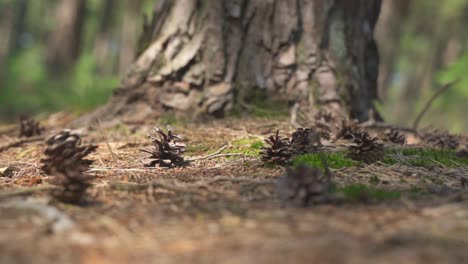 slow motion close up of a pine cone striking the ground at the base of an old tree, flanders, belgium