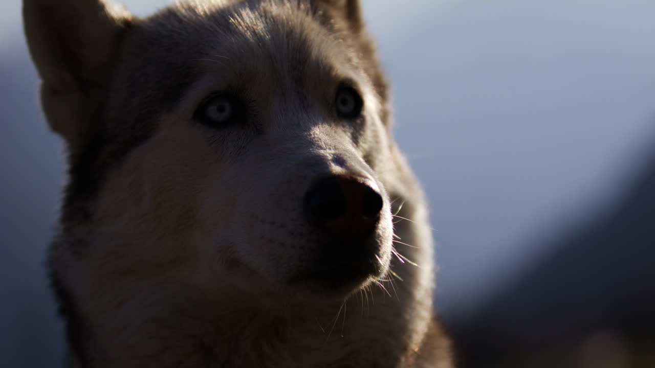 Majestic husky walking through an open alpine field at sunset, with breathtaking mountain views and