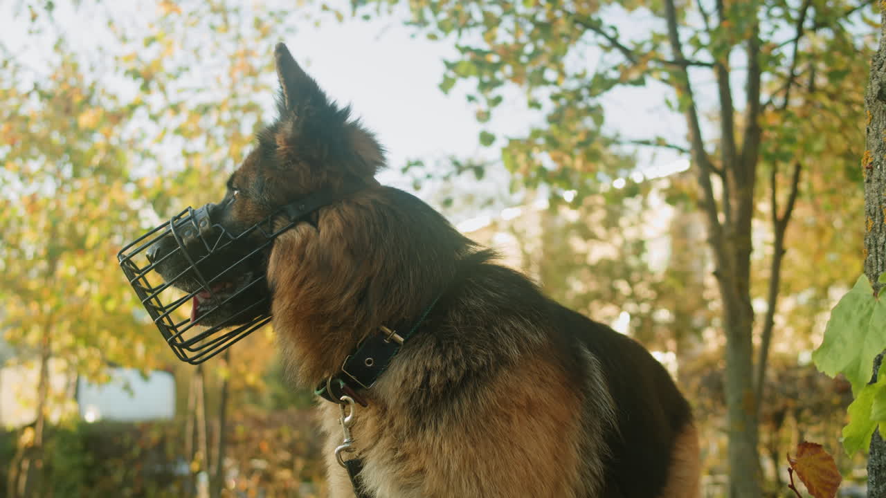 German Shepherd with Muzzle in Park