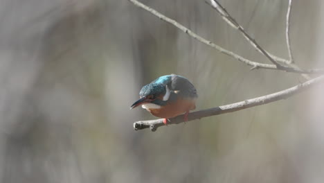 Pájaro-Martín-Pescador-Común-Que-Defeca-En-Una-Rama-De-árbol-Y-Luego-Vuela-Con-Un-Fondo-De-Naturaleza-Borrosa