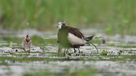 pheasant tailed jacana hiding chicks under her wings to save them from rain