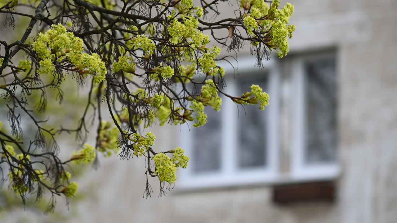 나무 와 창문 에 열려 있는 잎