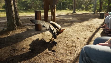 Slow-Motion-Close-Up-of-Eagle-Flying-to-ground-with-trainer