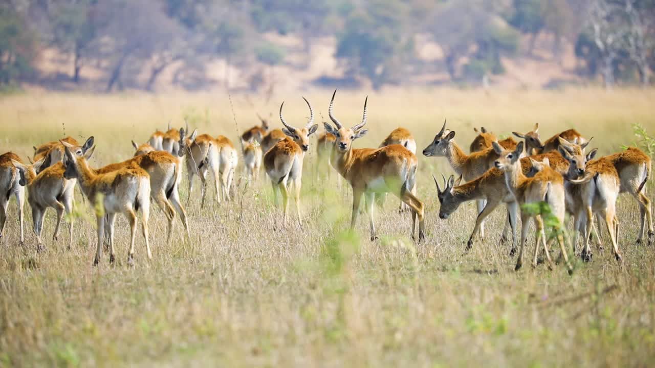 manada de antílopes lechwe rojos, franja de caprivi, namibia en áfrica