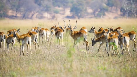 Manada-De-Antílopes-Lechwe-Rojos,-Franja-De-Caprivi,-Namibia-En-áfrica