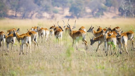 manada de antílopes lechwe rojos, franja de caprivi, namibia en áfrica