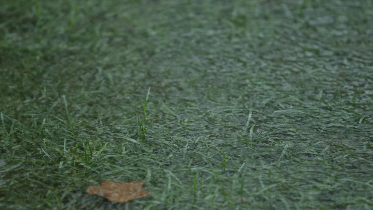 в лесу идет дождь.