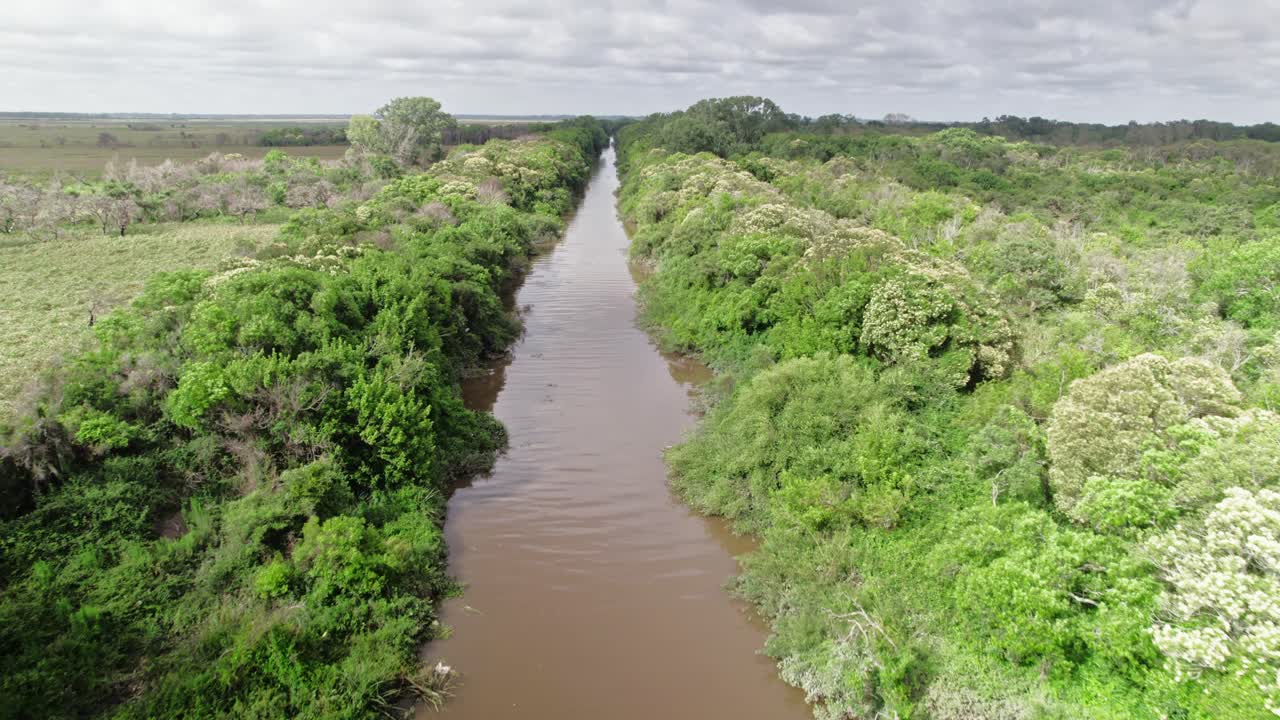 A forward-moving drone shot showcasing the lush greenery along a riverbank in Punta Lara, Buenos Aires. The camera captures the rich vegetation and winding river.
