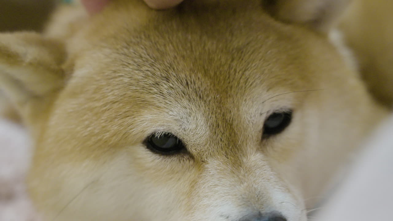 Slow motion close-up shot of a red Shibu Inu dog being petted