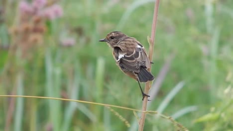 a common stonechat sitting on a small twig in a grass field