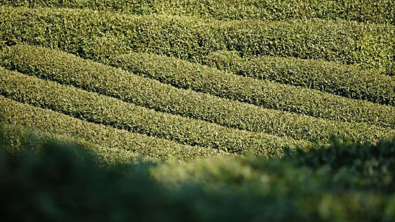 中国の杭州にある緑色の龍井茶の整然とした列が模様を形成しています。