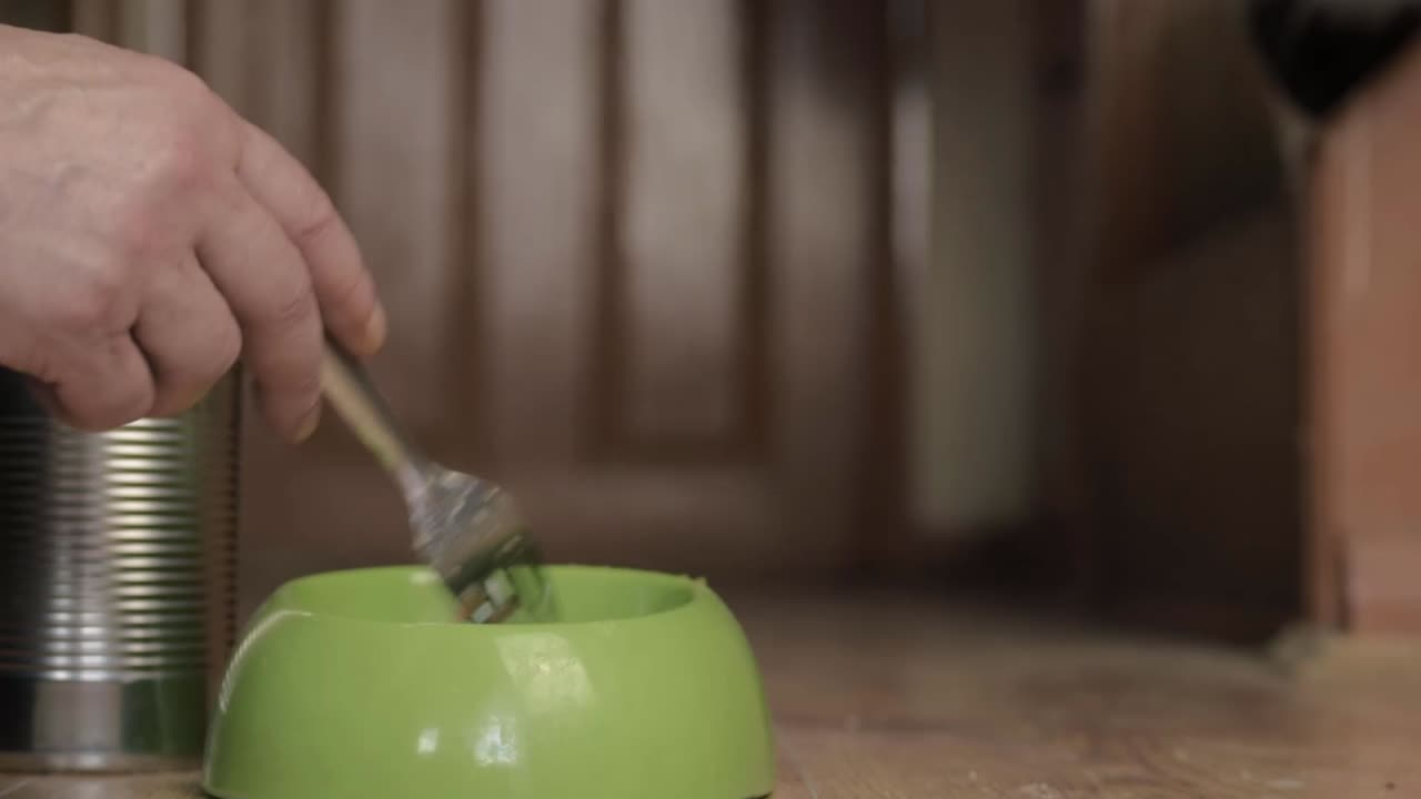 Pet owner feeding cute black and white cat canned food close up low shot