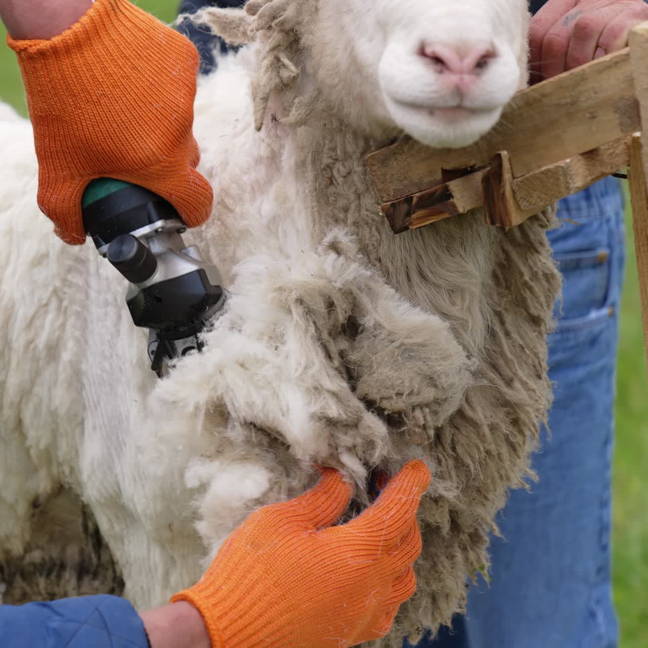 Farmer shearing the wool from sheep. Adult farmer shearing curly wool