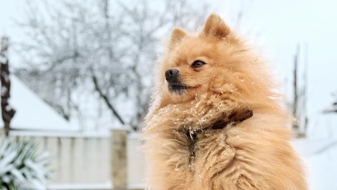 Pomeranian with yellow fur sitting on the snow on the backyard. Snowflakes falling on it