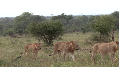 Los-Leones-Se-Mueven-Juntos-Por-La-Sabana-De-La-Reserva-De-Caza.