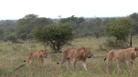 los leones se mueven juntos a través de la sabana de la reserva de caza