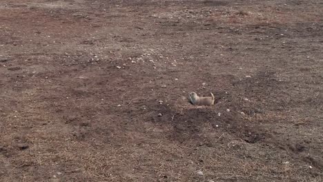 prairie dog colony invaded by a drone to get excellent close up shots of these cute little vermin