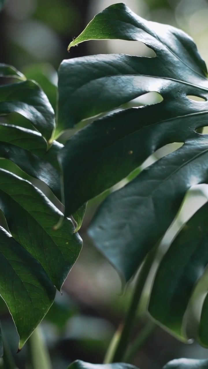 Video verticale: Lente che si mette a fuoco, foglie di Monstera che si muovono vicino alla finestra, formando una gocciolina che scivola via