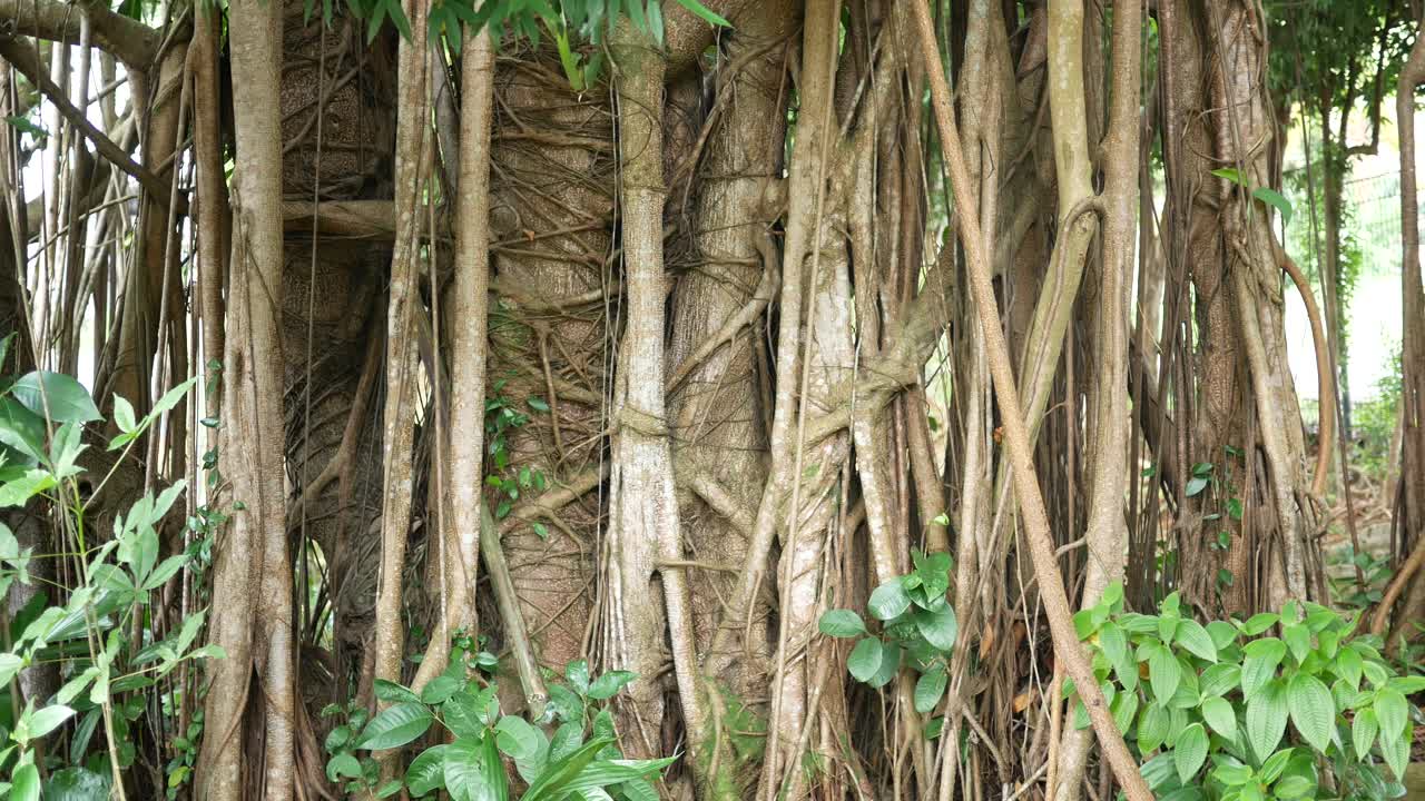 árboles viejos en un parque local en bangladesh