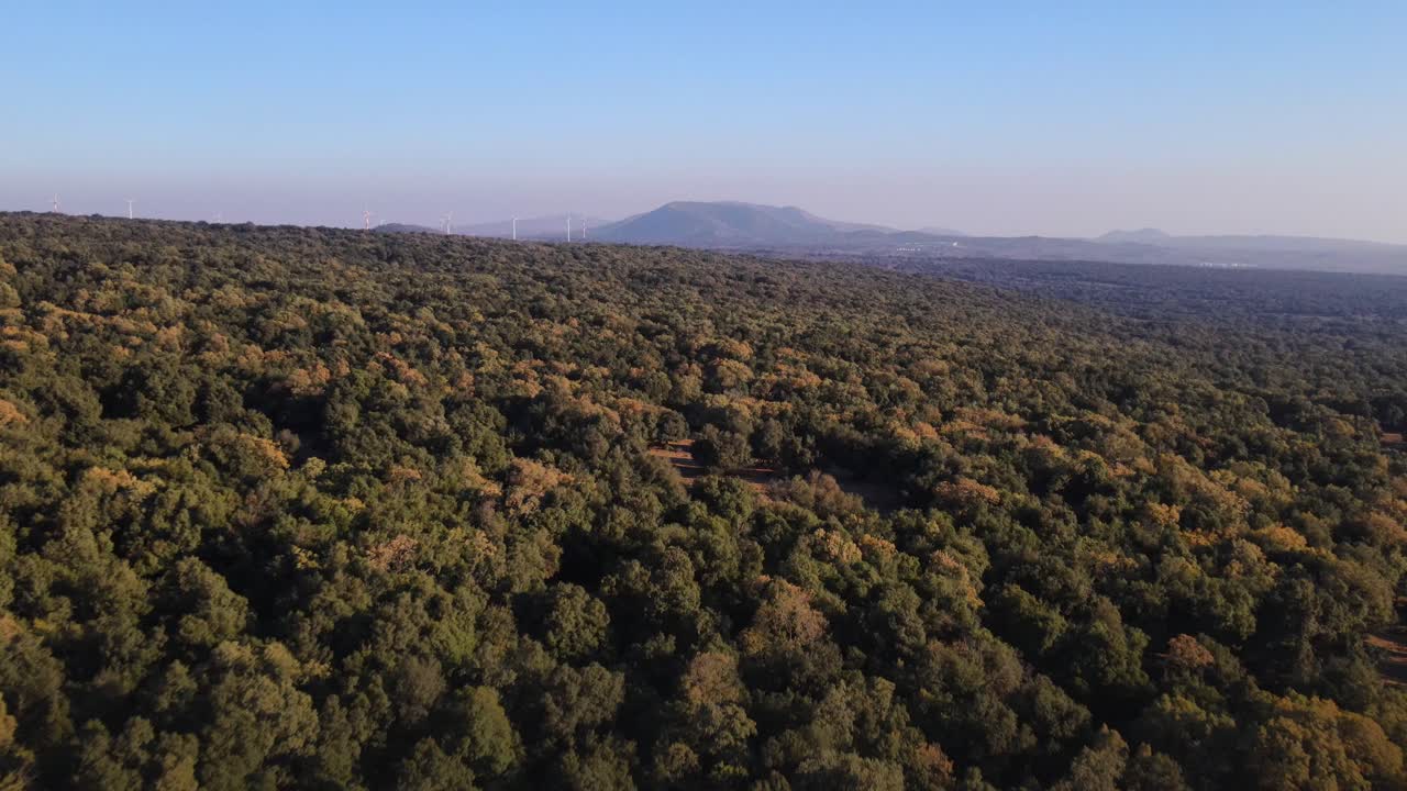 Golan Tepeleri ve Hermon Dağı'ndaki meşe ormanının havadan görünümü.