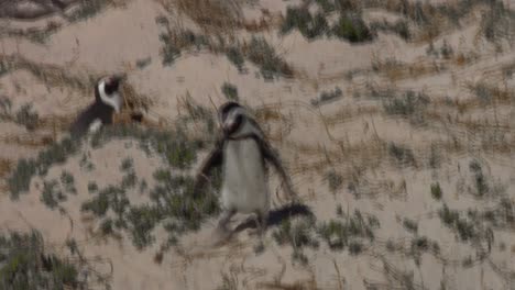 cute african penguin waddles through beach