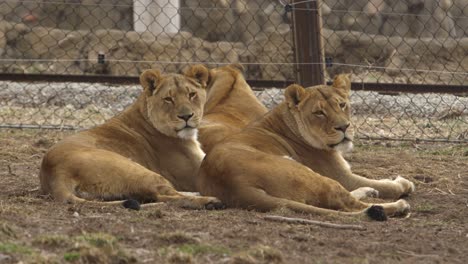 Löwin-Schwestern-Ruhen-Sich-Im-Zoo-Aus