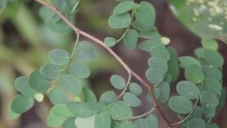 fotografía de cerca de las hojas de las plantas verdes distintivas en la naturaleza silvestre