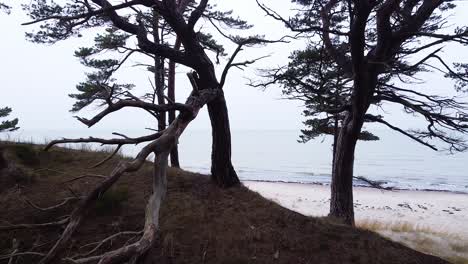 aerial view of baltic sea coastline at bernati beach in latvia, flying forward through dense coastal pines over the white sand beach, sea erosion affected coastline, wide angle revealing drone shot