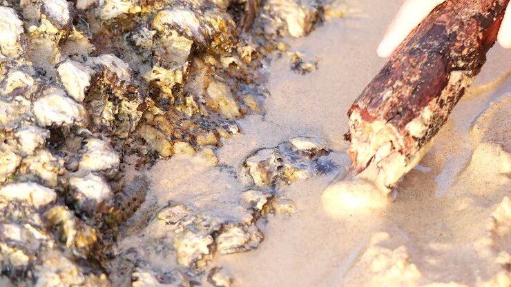 Examining oysters, barnacles, and anemones on sandy beach rocks