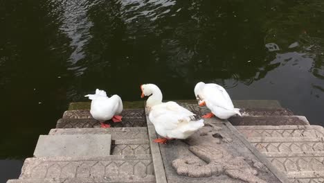 chinese geese with strange large knob on their heads near water